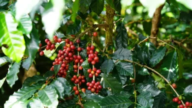 Foto de Única saída para os exportadores de café é resolver o tarifaço