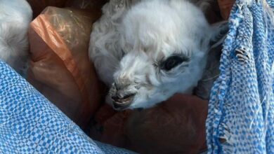 Foto de Operação do Mapa apreende 20 fetos de lhamas na fronteira com a Bolívia