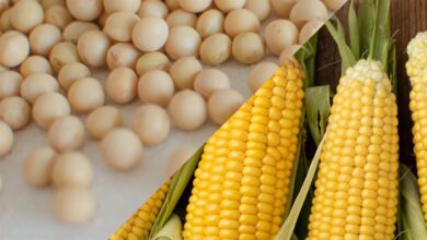 Foto de Paraná estabiliza plantio após semanas de chuva