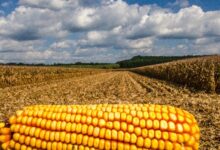 Foto de Mercado internacional desaquecido freia vendas de milho