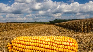 Foto de Mercado internacional desaquecido freia vendas de milho