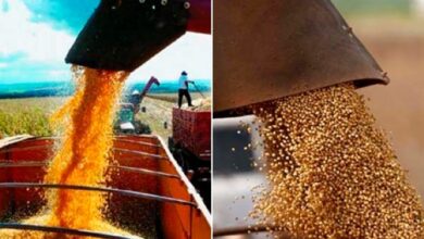 Foto de Milho e soja representam mais de 90% da produção agrícola no Maranhão, com boas expectativas para as próximas safras