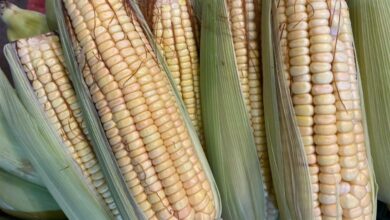 Foto de Preço do milho mantém viés de baixa no país