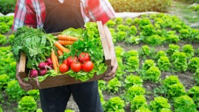 Foto de Conab atinge 1 milhão de cestas entregues no país