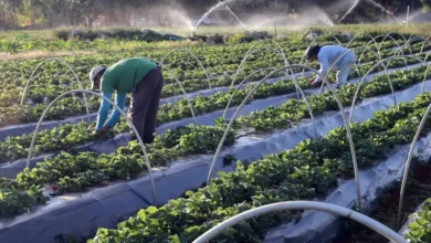 Foto de Idaf realiza workshops de pecuária e Selo D’Colônia na Expoacre