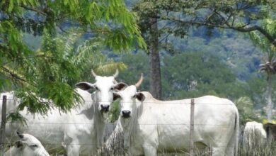 Foto de Preços do boi gordo: exportações seguram estabilidade das cotações