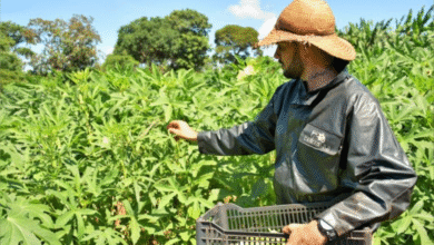 Foto de Campo Grande (MS) cria Selo da Agricultura Familiar