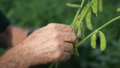 Foto de Plantio de soja avança e supera a média histórica em estado brasileiro; saiba qual