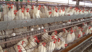 Foto de Qualidade da água altera biofilme e pode abrigar patógenos em aviários