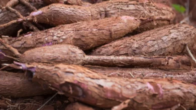 Foto de Preços da mandioca recuam pela 6ª semana consecutiva