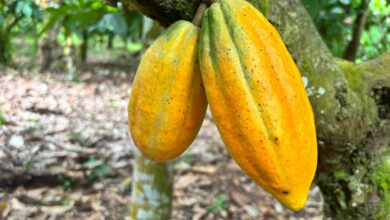 Foto de Seca extrema e calor intenso reescrevem o calendário do cacau na Amazônia