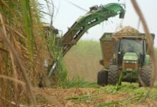 Foto de Centro-Sul processa 15,99 milhões de toneladas de cana na 2ª quinzena de novembro