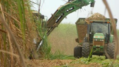 Foto de Centro-Sul processa 15,99 milhões de toneladas de cana na 2ª quinzena de novembro