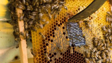 Foto de Workshop gratuito pretende incentivar a produção de mel no Vale do Ribeira