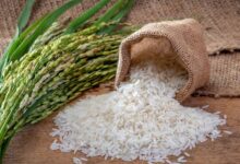 Foto de Federarroz orienta produtor a participar de leilões da Conab