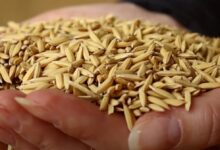 Foto de Produtores de arroz do RS apresentam demandas ao governo estadual