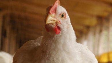 Foto de Comissão Europeia consulta público para reforçar padrões de bem-estar animal