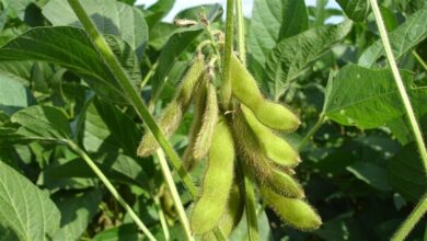 Foto de Resistência do leiteiro a herbicidas acende alerta