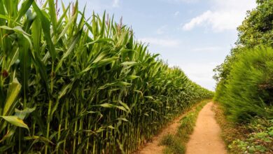 Foto de Pesquisa mostra a eficácia de fertilizante feito de lodo de esgoto no cultivo de cana-de-açucar