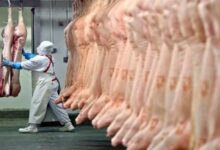 Foto de Brasil ultrapassa Canadá e se torna o 3º maior exportador mundial de carne suína em 2025
