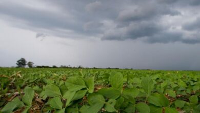 Foto de Previsão do Tempo de hoje: quedas de chuva em Santa Catarina e tempo firme no Centro Oeste