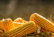 Foto de Mercado futuro de milho fecha em alta nesta quarta