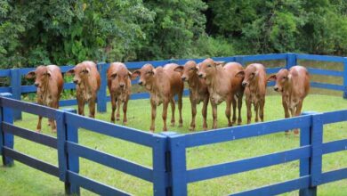 Foto de Geneal, do pecuarista Jonas Barcellos, multiplica clones, inverte a rota do zebu e vai exportar embriões para a Índia