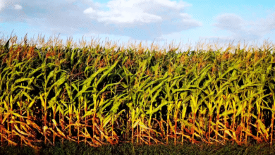 Foto de mesmo com reação no indicador, cotações caem