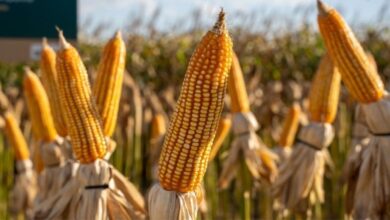 Foto de Colheita de milho da 2ª safra em MT vai a 96,38% da área e segue atrasada