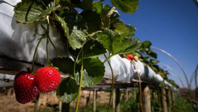 Foto de Mercado de biológicos engatinha em hortifrútis (e empresas se movimentam para mudar isso)