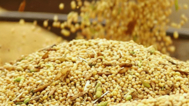 Foto de Soja: safra menor deve reduzir exportações de Mato Grosso em 2025/26, aponta Imea