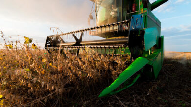 Foto de Soja interrompe sequência de altas e realização de lucros