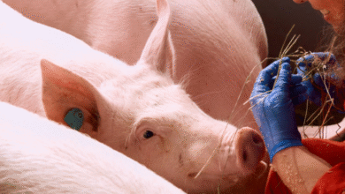 Foto de Suinocultor paulista tem melhor poder de compra do farelo de soja em 20 anos