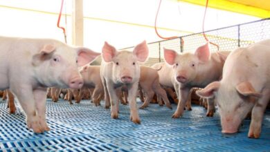 Foto de Cientistas dinamarqueses desenvolvem nova solução para suínos