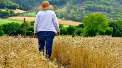 Foto de Com R$ 290 milhões, Be8 torna Brasil autossuficiente em glúten