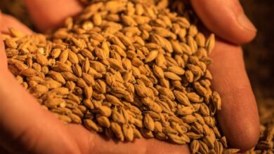 Foto de Produtores reforçam controle de doenças na cevada