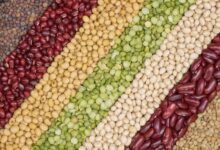 Foto de Nova tecnologia automatiza classificação de grãos agrícolas