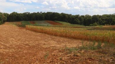 Foto de Brasil e Angola avançam em pautas agropecuárias durante encontros com autoridades angolanas