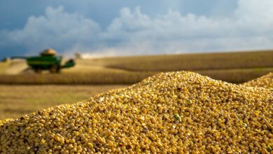 Foto de Setor de biocombustíveis aposta na dobradinha com as carnes para crescer