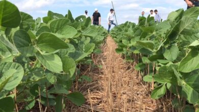 Foto de Resistência pede soluções múltiplas no campo