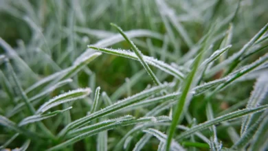 Foto de Frio intenso e chuvas retornam ao Sul e Sudeste, com impacto limitado sobre a colheita de milho de inverno