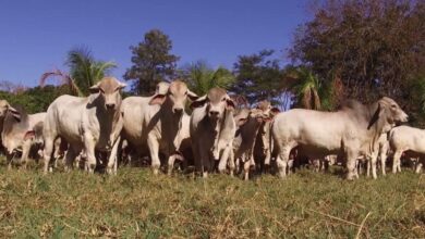 Foto de Da seleção ao lucro: genética tabapuã é a chave para a pecuária do Nordeste