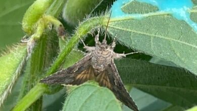 Foto de Uso de atrativo alimentar contra mariposas mais que dobra no Brasil e ajuda a reduzir ataques de lagartas nas lavouras