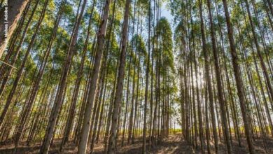 Foto de Casa do Adubo destaca soluções exclusivas e forte estrutura nacional no Show Florestal 2025
