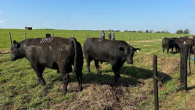 Foto de Primavera no RS é marcada por investimentos e sucesso em leilão de Angus e Brangus