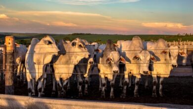 Foto de Mercado bovino segue aquecido com demanda externa forte e ajustes nos preços da arroba