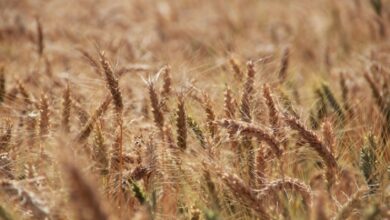 Foto de Mercado global de trigo enfrenta pressão com oferta da Rússia e resistência na América do Sul