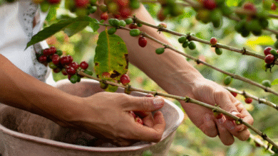 Foto de Frente fria provoca geadas pontuais em áreas de café no Sudeste