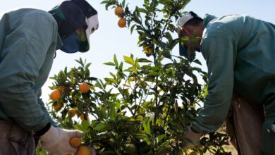 Foto de Empresa de suco de laranja dos EUA processa governo Trump por tarifas contra o Brasil