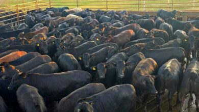 Foto de Da genética à mesa: novilhas angus com 17,5 arrobas provam o valor da pecuária de precisão